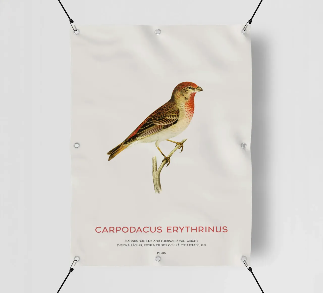 Rosone scarlatto o Carpodacus Erythrinus telo in pvc da Vintagrafica