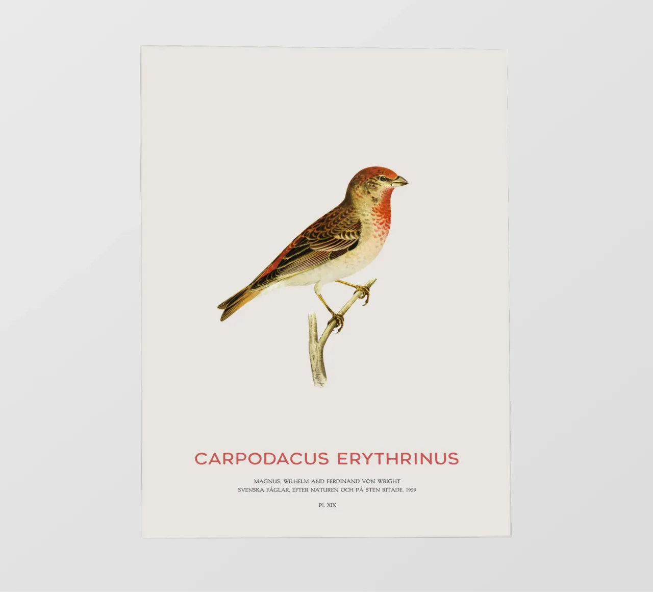 Rosone scarlatto o Carpodacus Erythrinus telo in pvc da Vintagrafica
