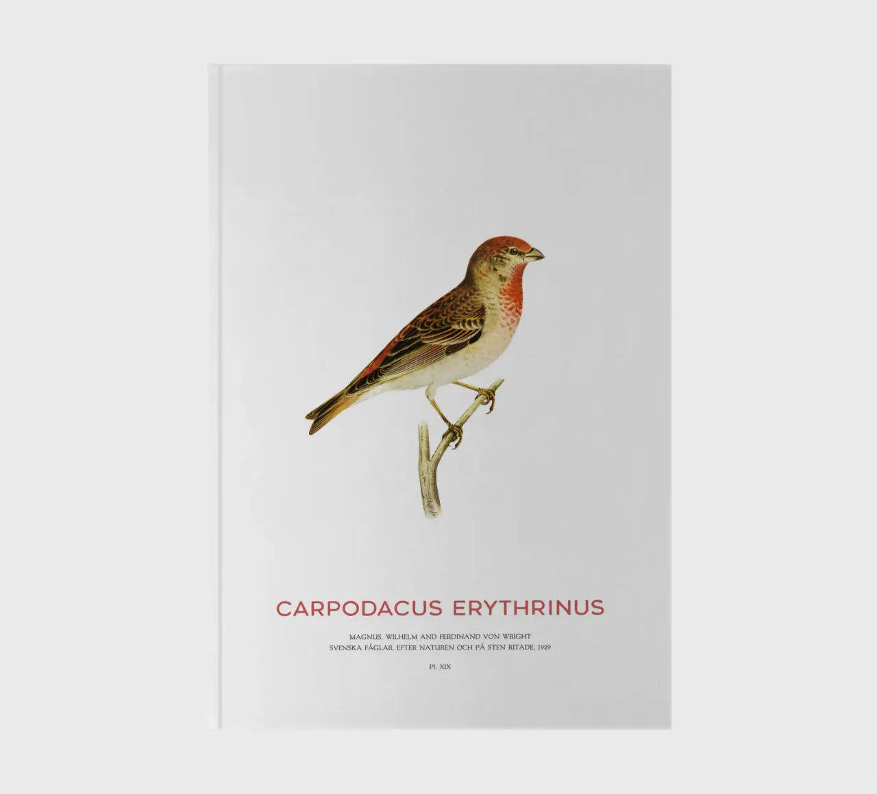 Scarlet rosefinch or Carpodacus Erythrinus notebook by Vintagrafica