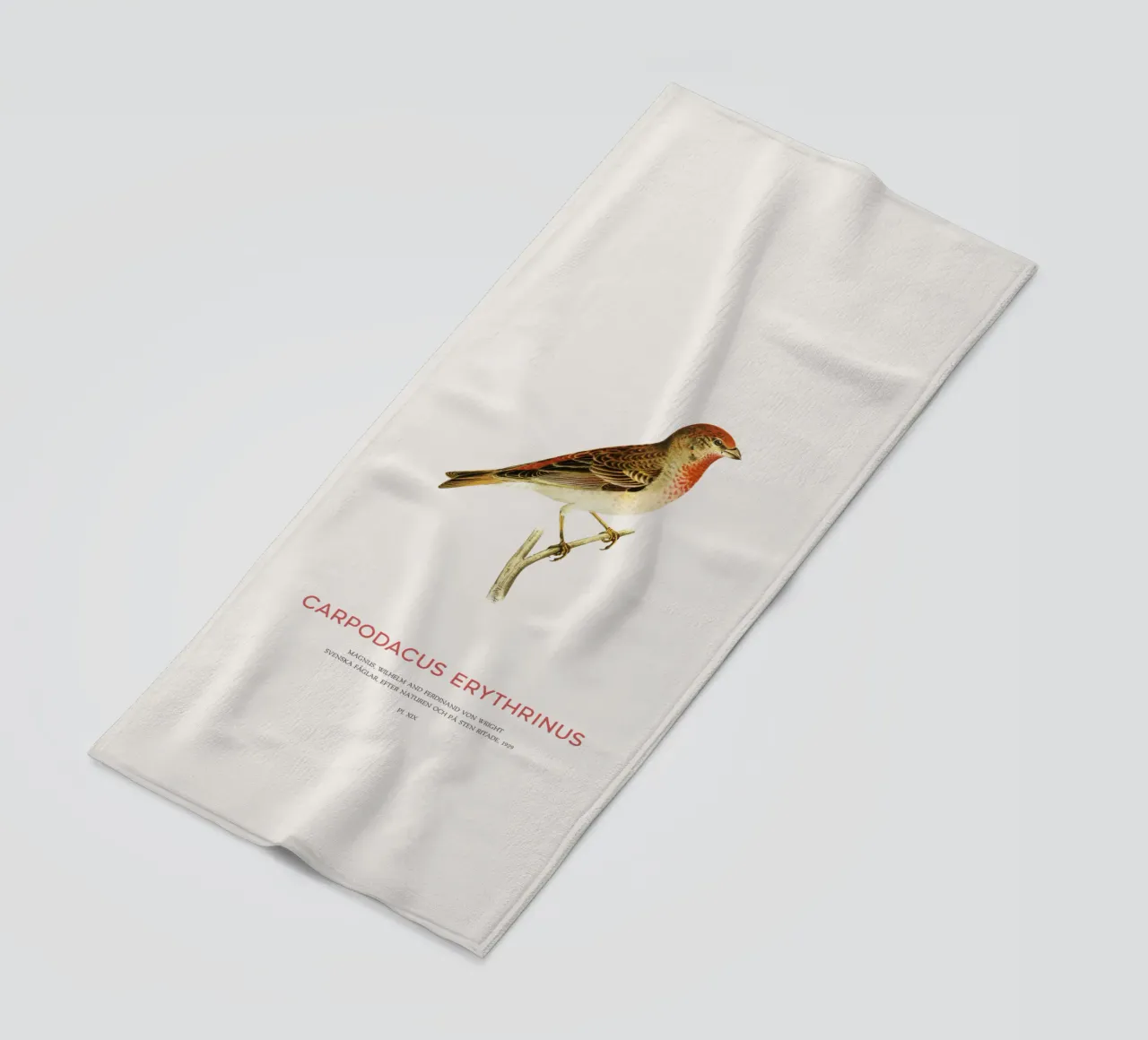 Rosone scarlatto o Carpodacus Erythrinus telo mare da Vintagrafica
