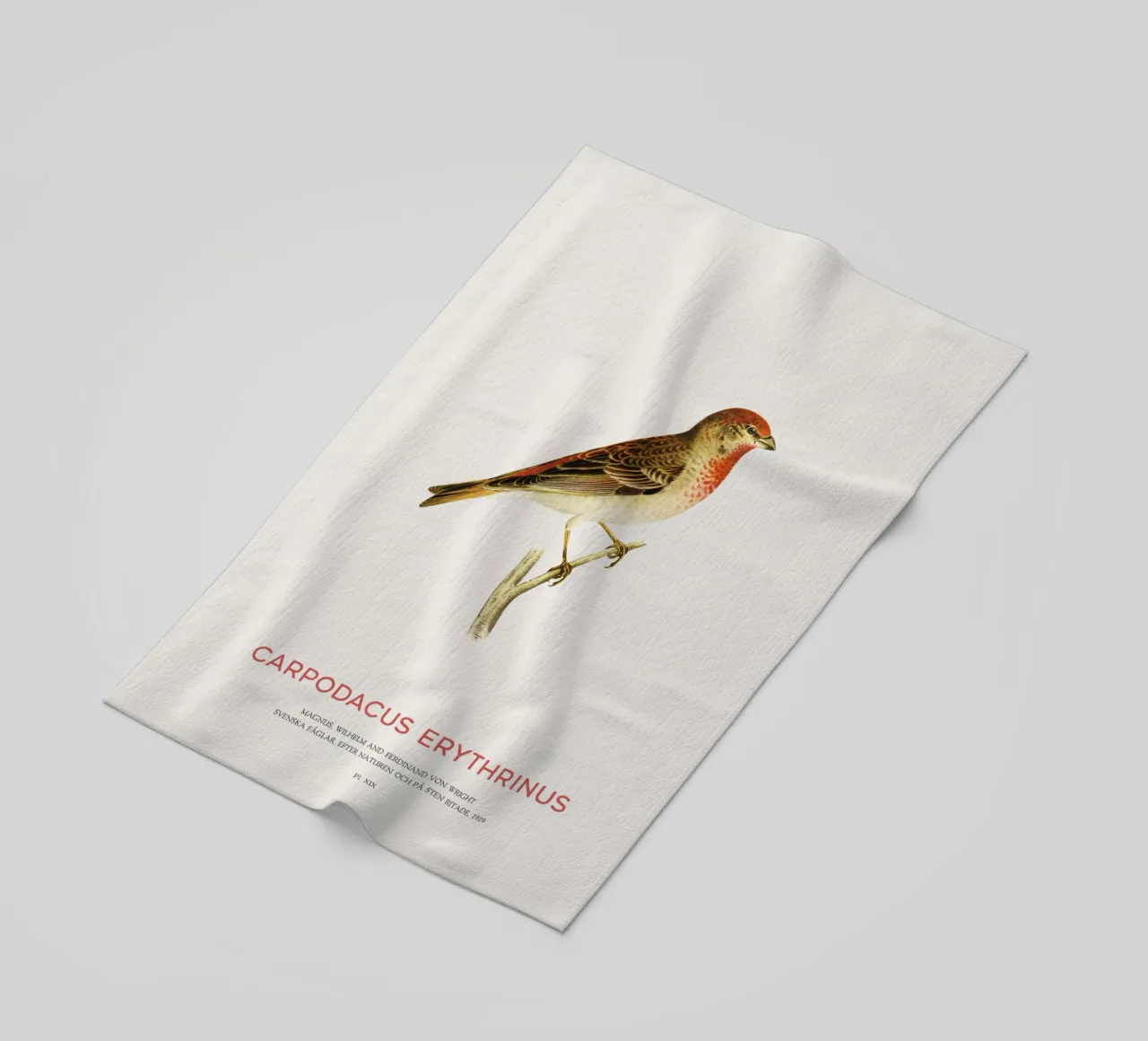 Rosone scarlatto o Carpodacus Erythrinus telo mare da Vintagrafica