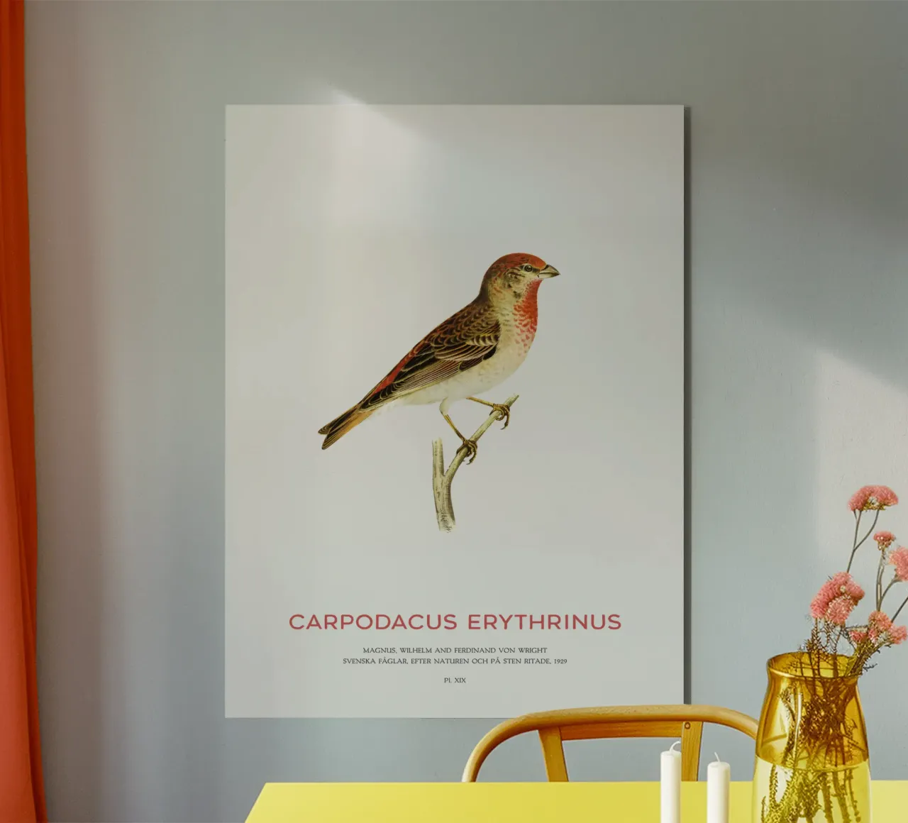 Roodborsttapuit of Carpodacus Erythrinus forex-plaat van Vintagrafica