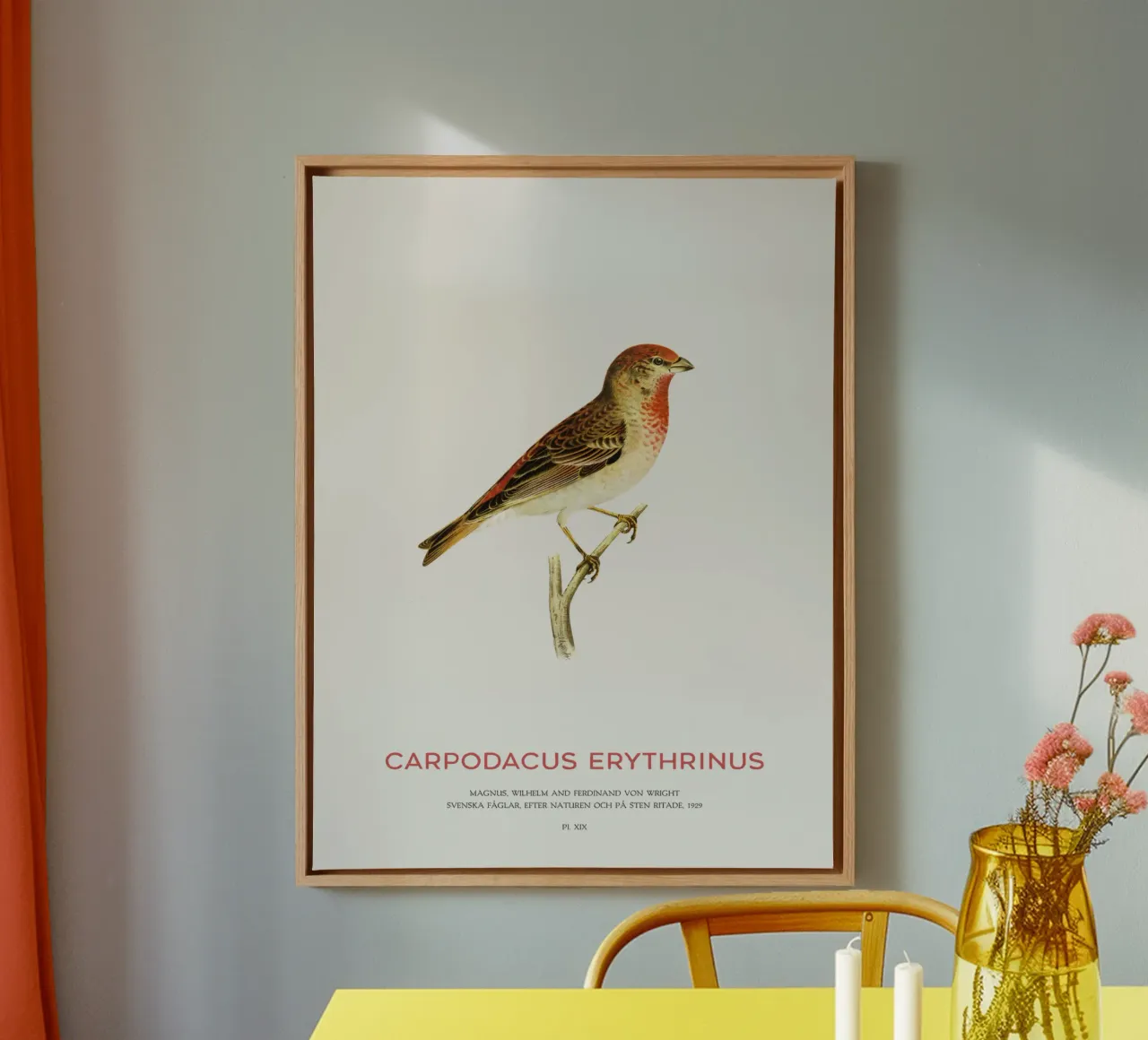 Scharlachrosengimpel oder Carpodacus Erythrinus Leinwand mit Schattenfugenrahmen von Vintagrafica