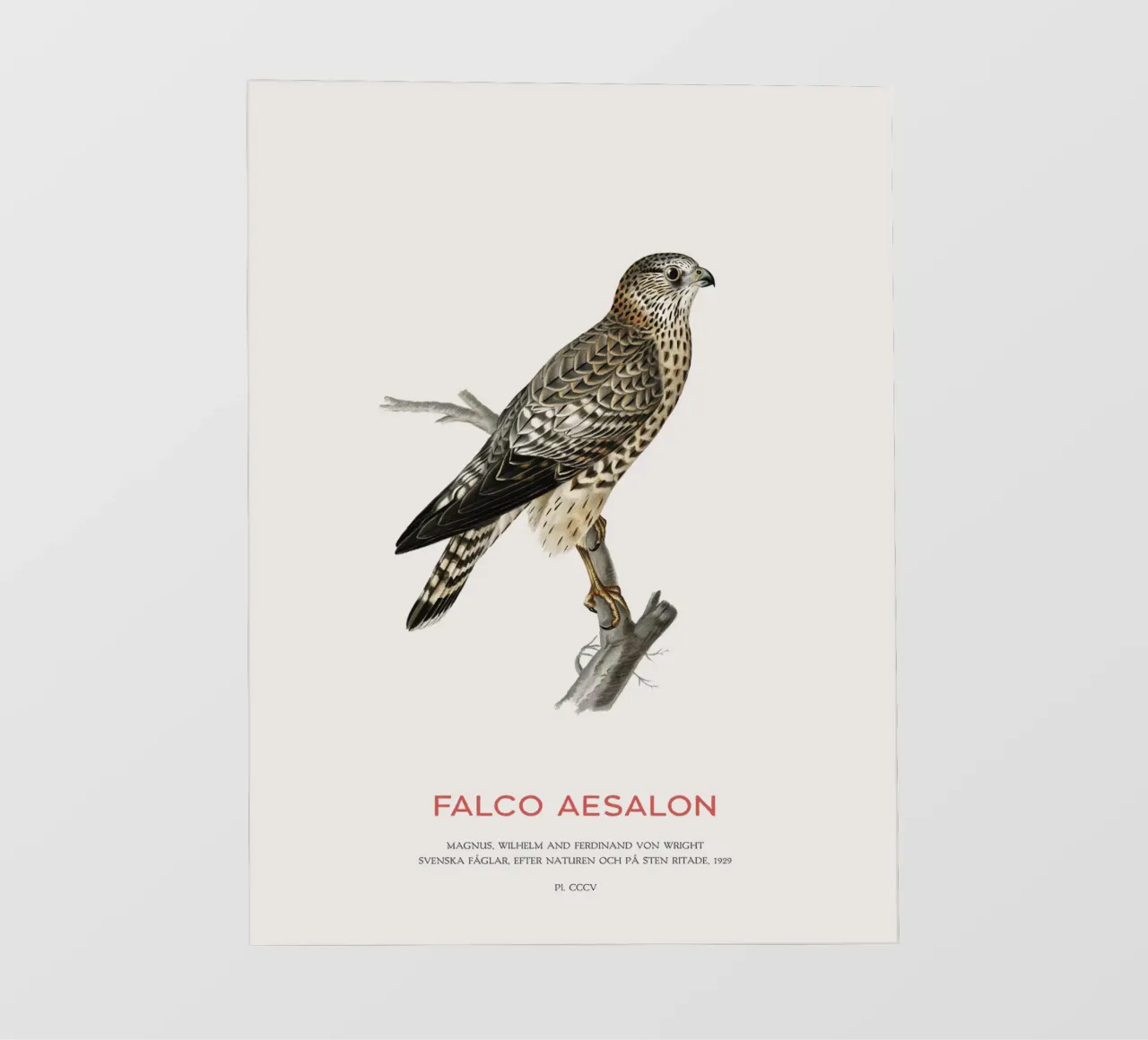 Merlin or Falco Aesalon pvc cover by Vintagrafica