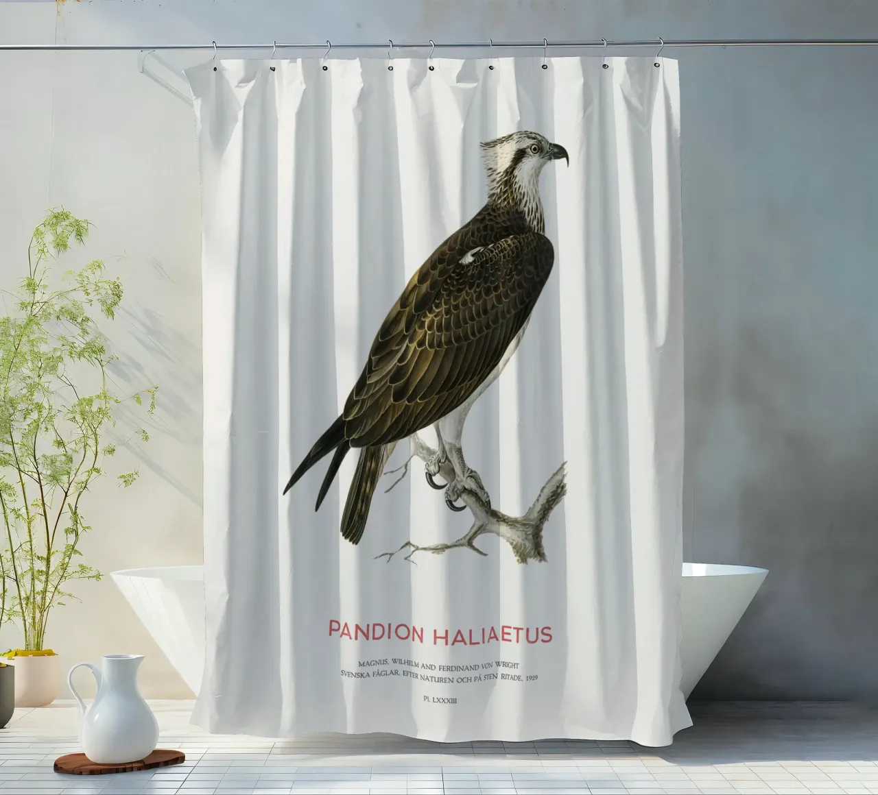 Fischadler oder Pandion haliaetus Duschvorhang von Vintagrafica