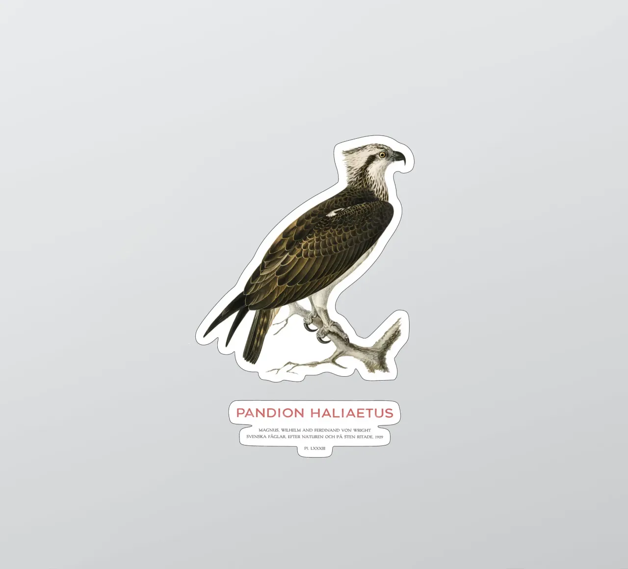 Fischadler oder Pandion haliaetus Sticker von Vintagrafica
