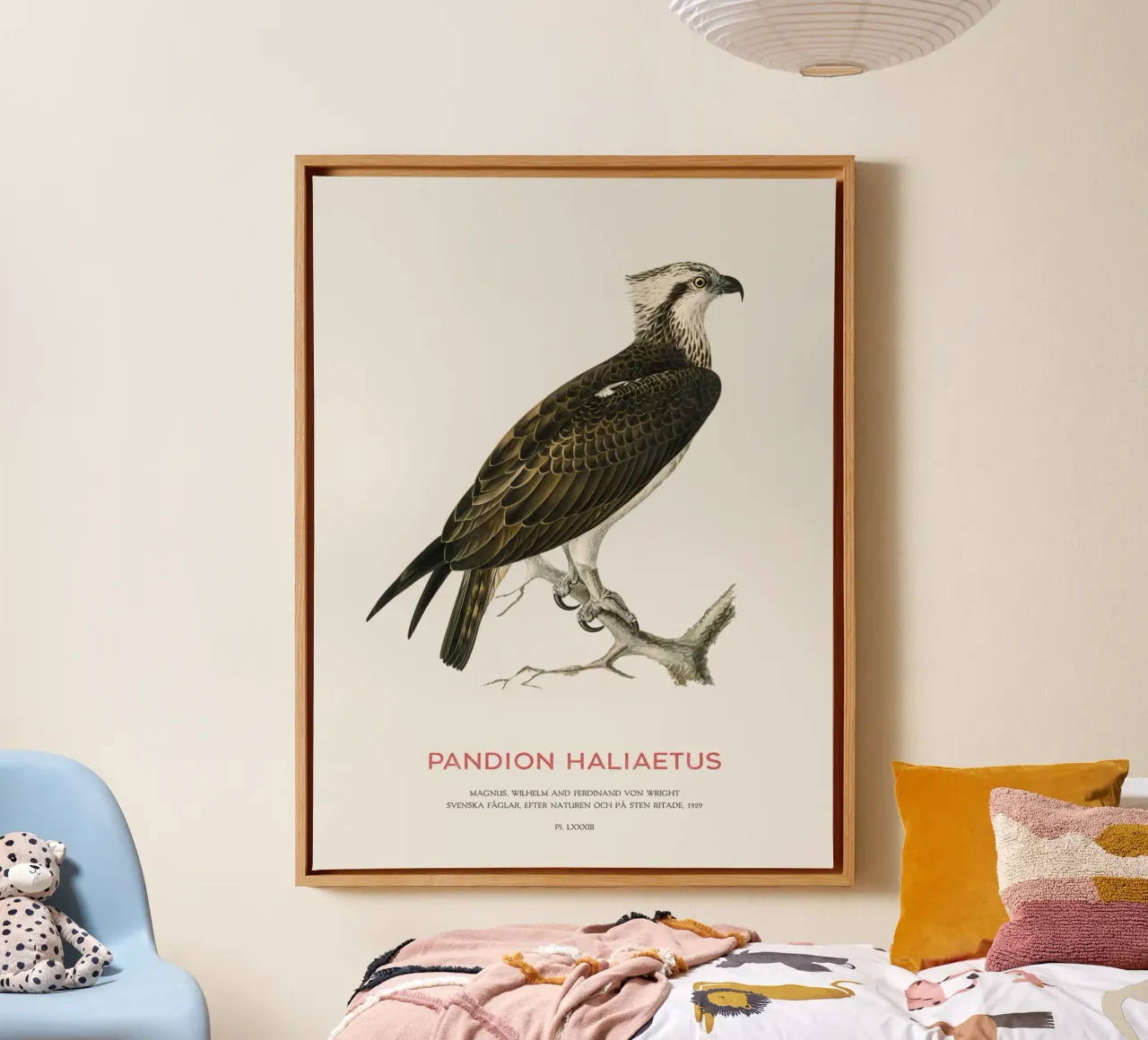 Fischadler oder Pandion haliaetus Leinwand mit Schattenfugenrahmen von Vintagrafica