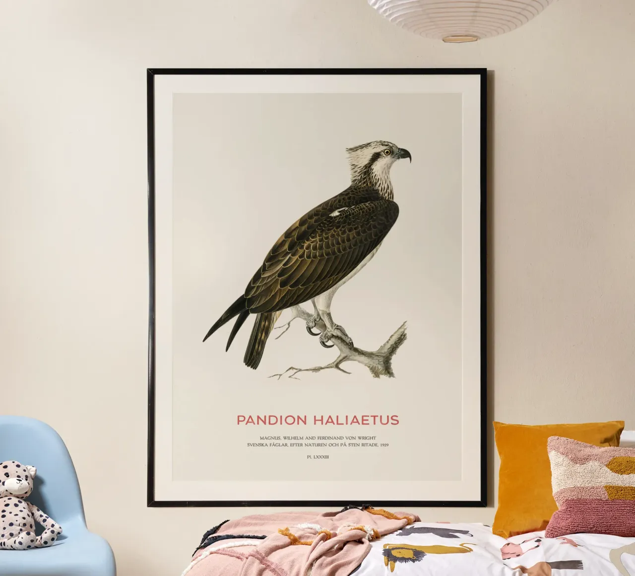 Falco pescatore o Pandion haliaetus poster con telaio in plastica da Vintagrafica