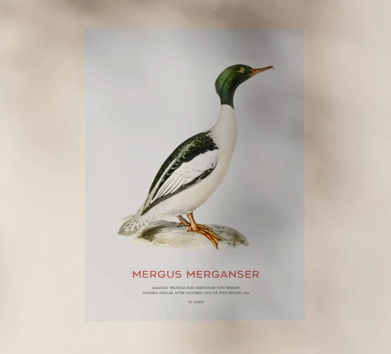 Mergus merganser o Mergus merganser pellicola backlit da Vintagrafica