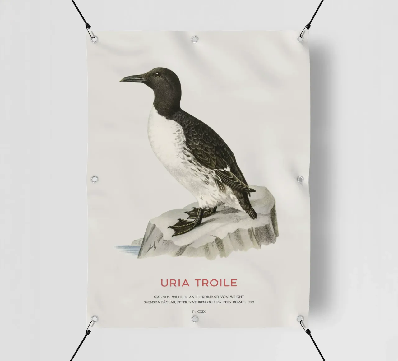 Uria troile telo in pvc da Vintagrafica