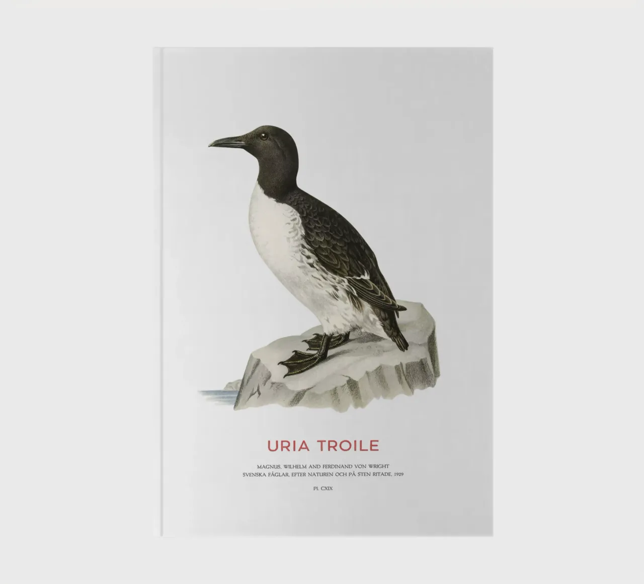 Common murre or Uria troile notebook by Vintagrafica