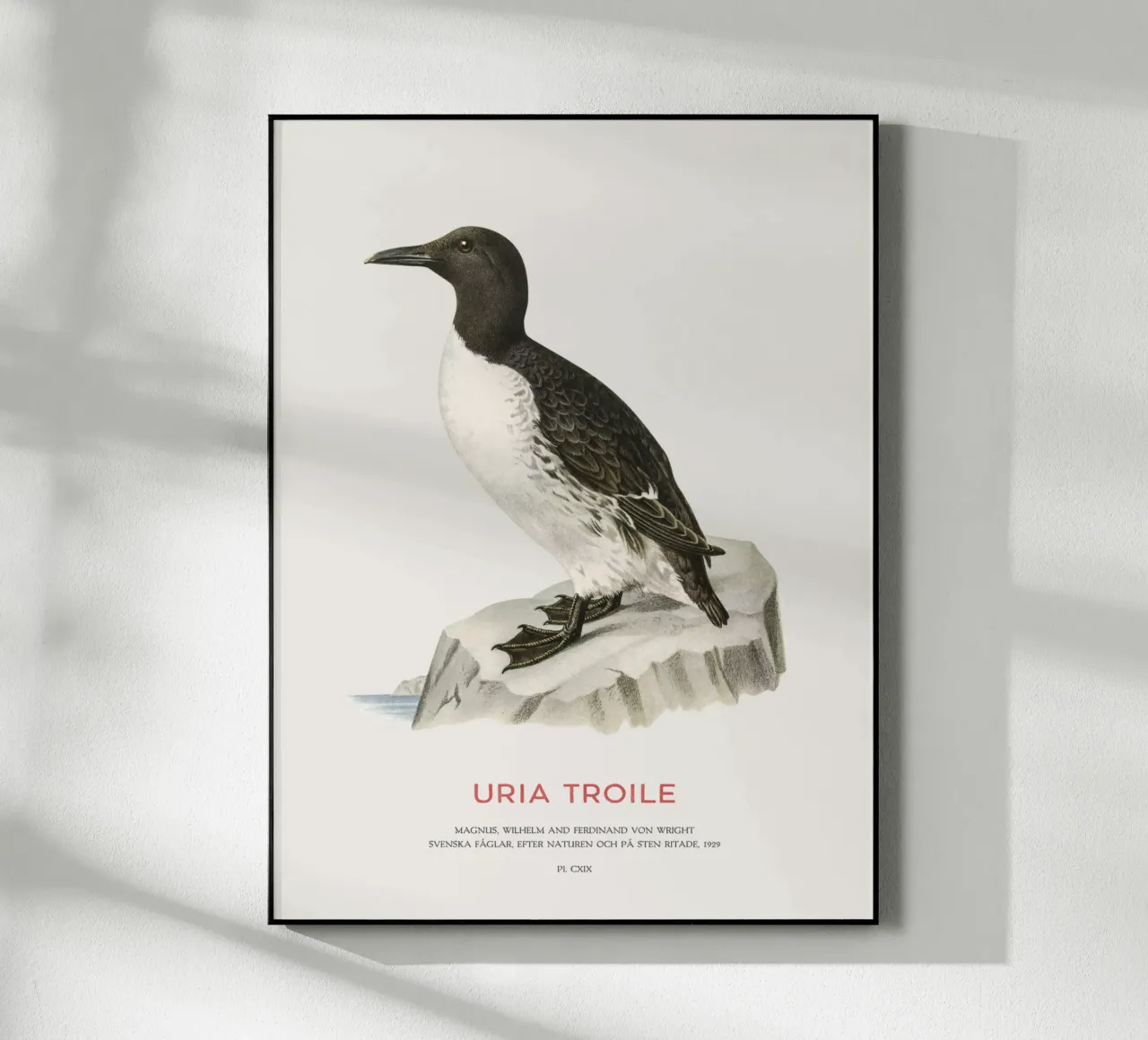 Mérgulo común o Uria troile metacrilato de Vintagrafica