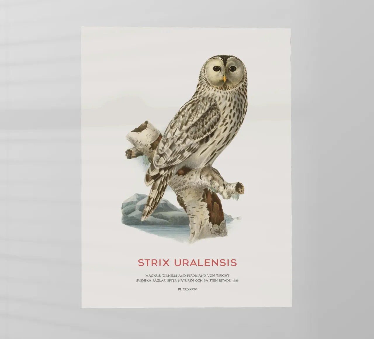 Gufo degli Urali o Strix uralensis pellicola backlit da Vintagrafica
