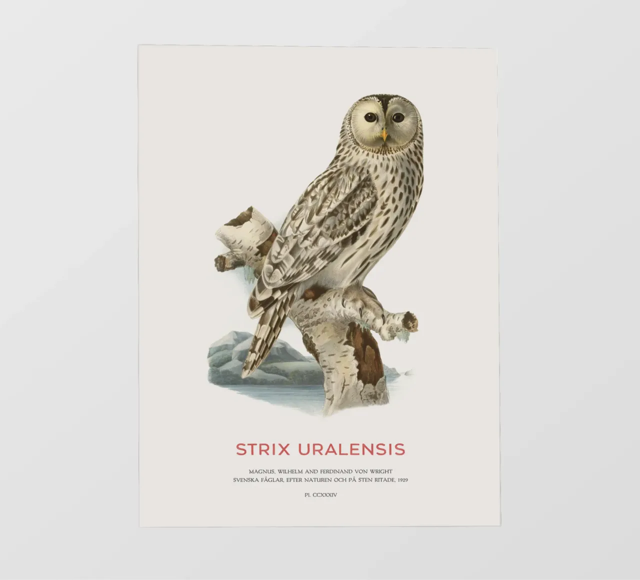 Gufo degli Urali o Strix uralensis telo in pvc da Vintagrafica