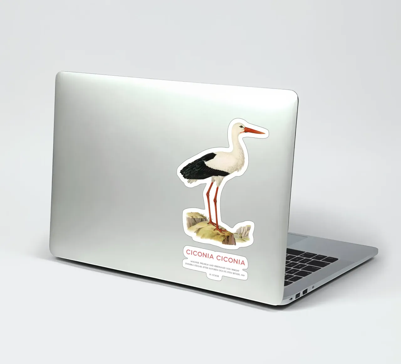 Weißstorch oder Ciconia ciconia Sticker von Vintagrafica