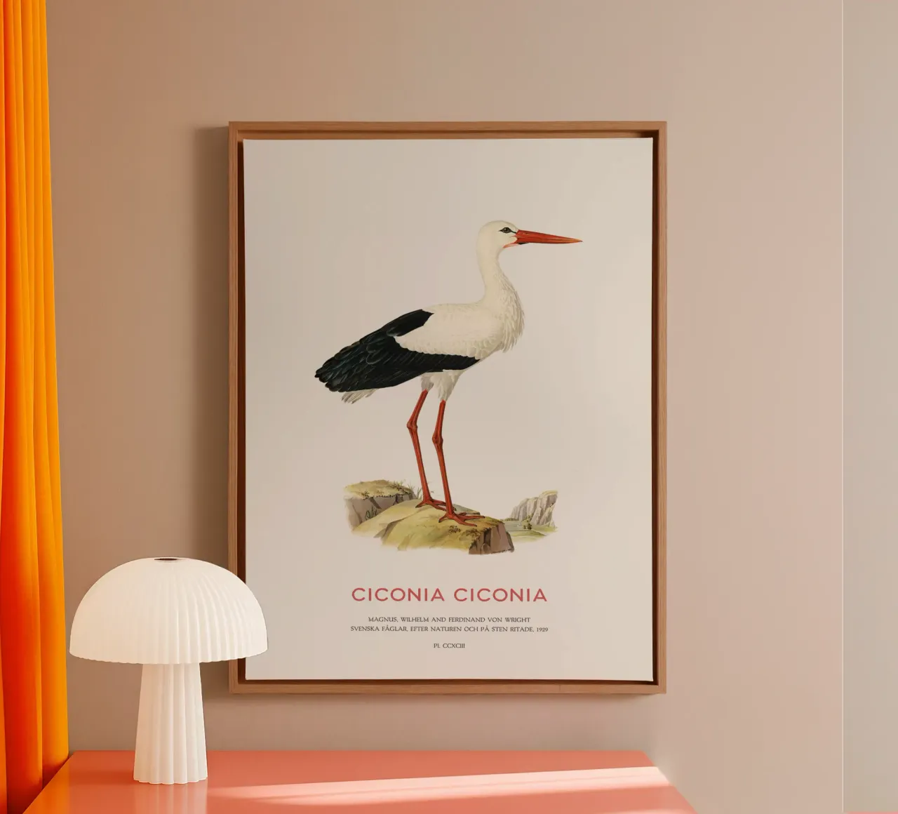 Weißstorch oder Ciconia ciconia Leinwand mit Schattenfugenrahmen von Vintagrafica
