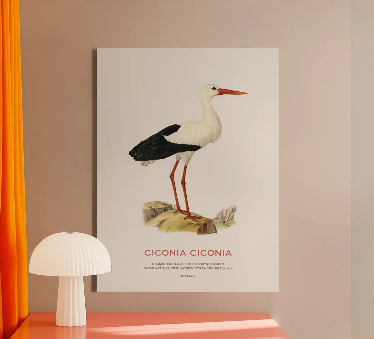 Weißstorch oder Ciconia ciconia Leinwand mit Schattenfugenrahmen von Vintagrafica