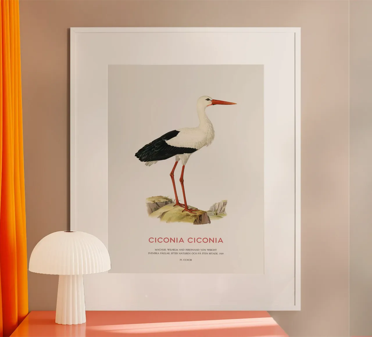 Weißstorch oder Ciconia ciconia Hahnemühle von Vintagrafica