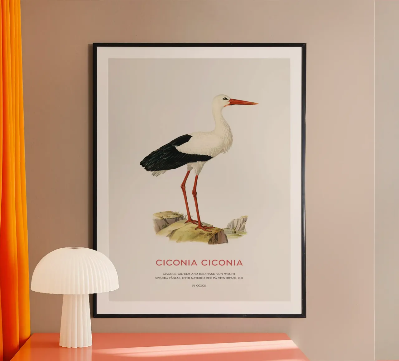 Weißstorch oder Ciconia ciconia Hahnemühle von Vintagrafica