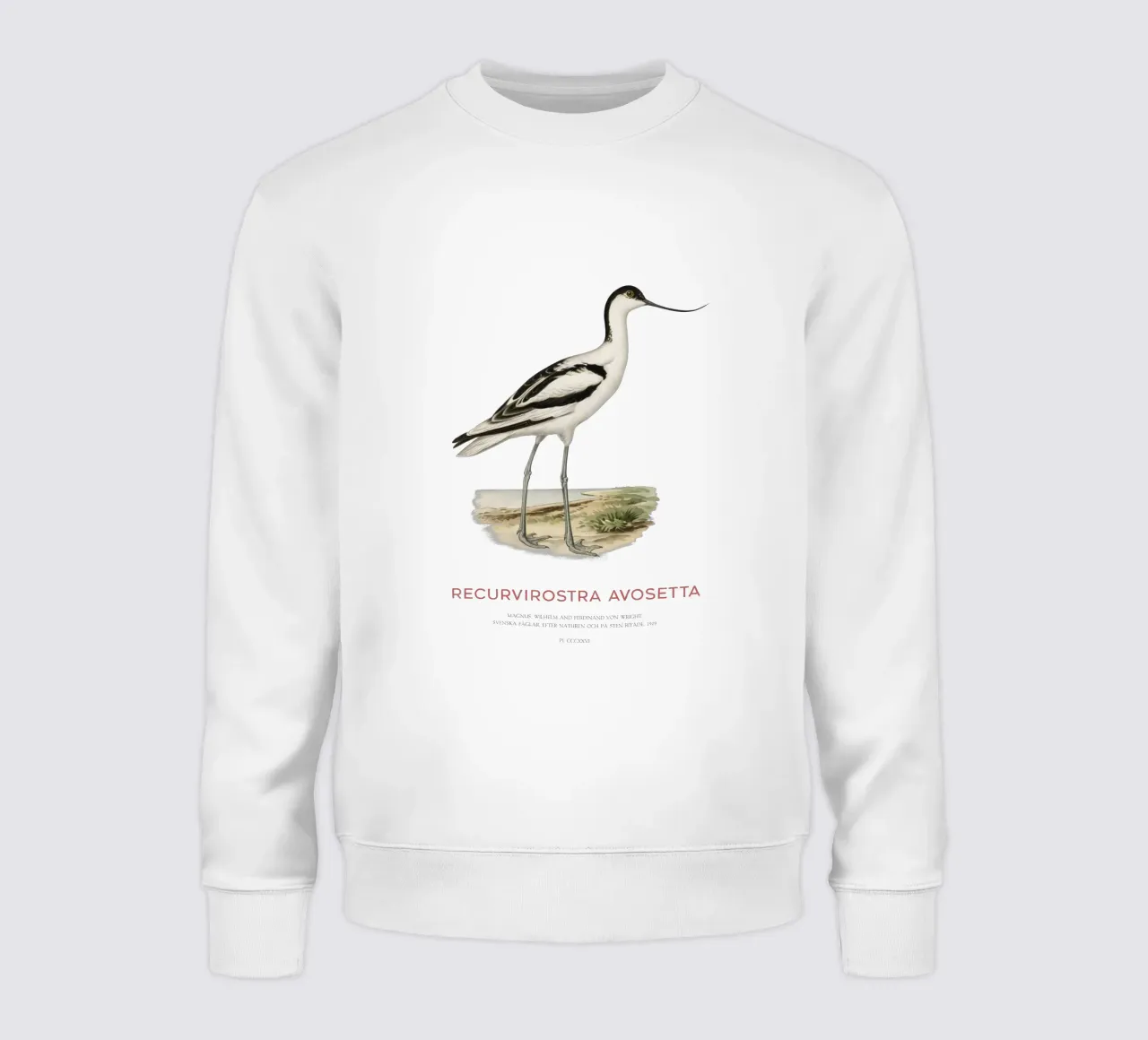 Pied avocet or Recurvirostra avosetta sweatshirt by Vintagrafica
