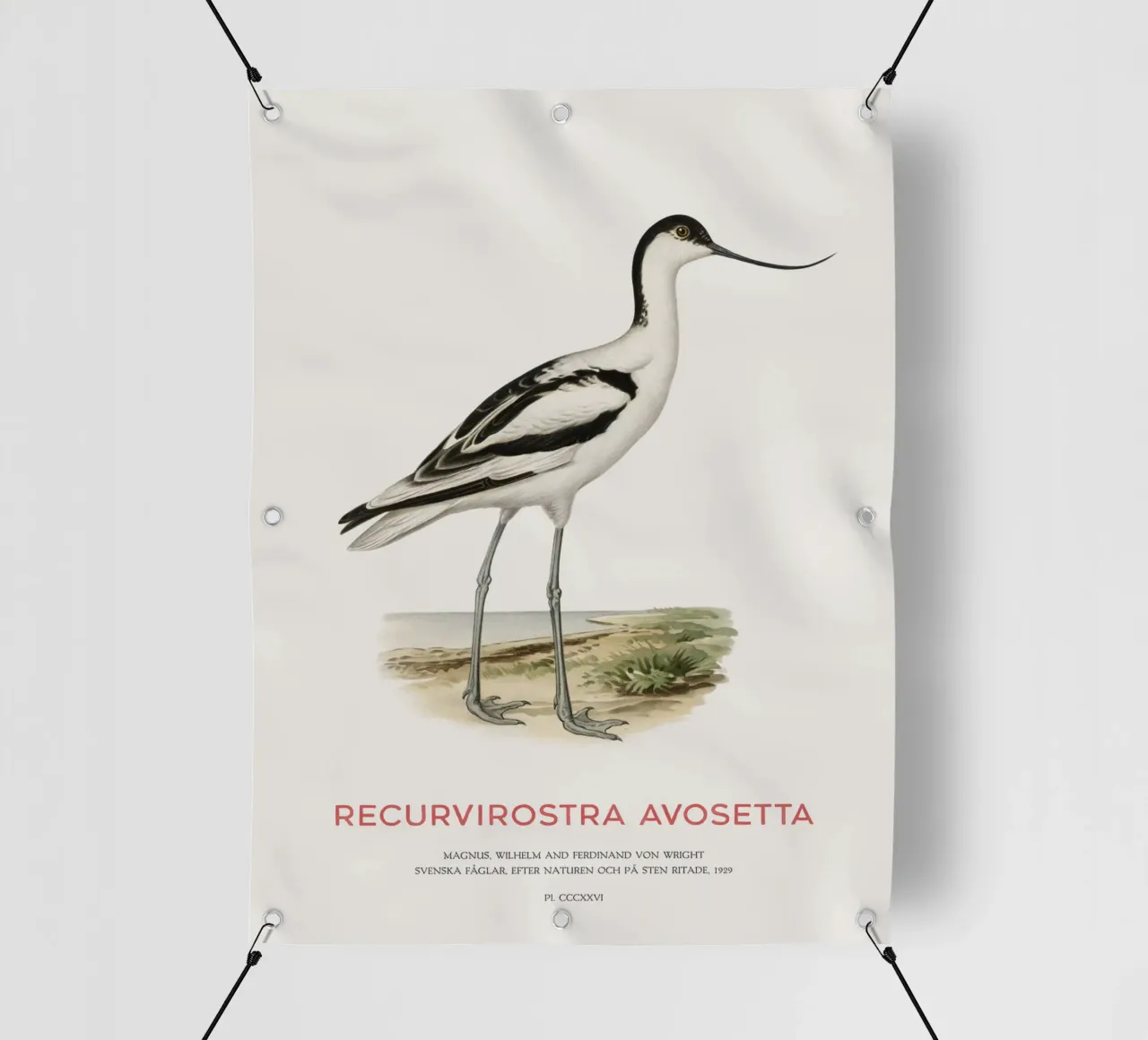 Avocetta o Recurvirostra avosetta telo in pvc da Vintagrafica