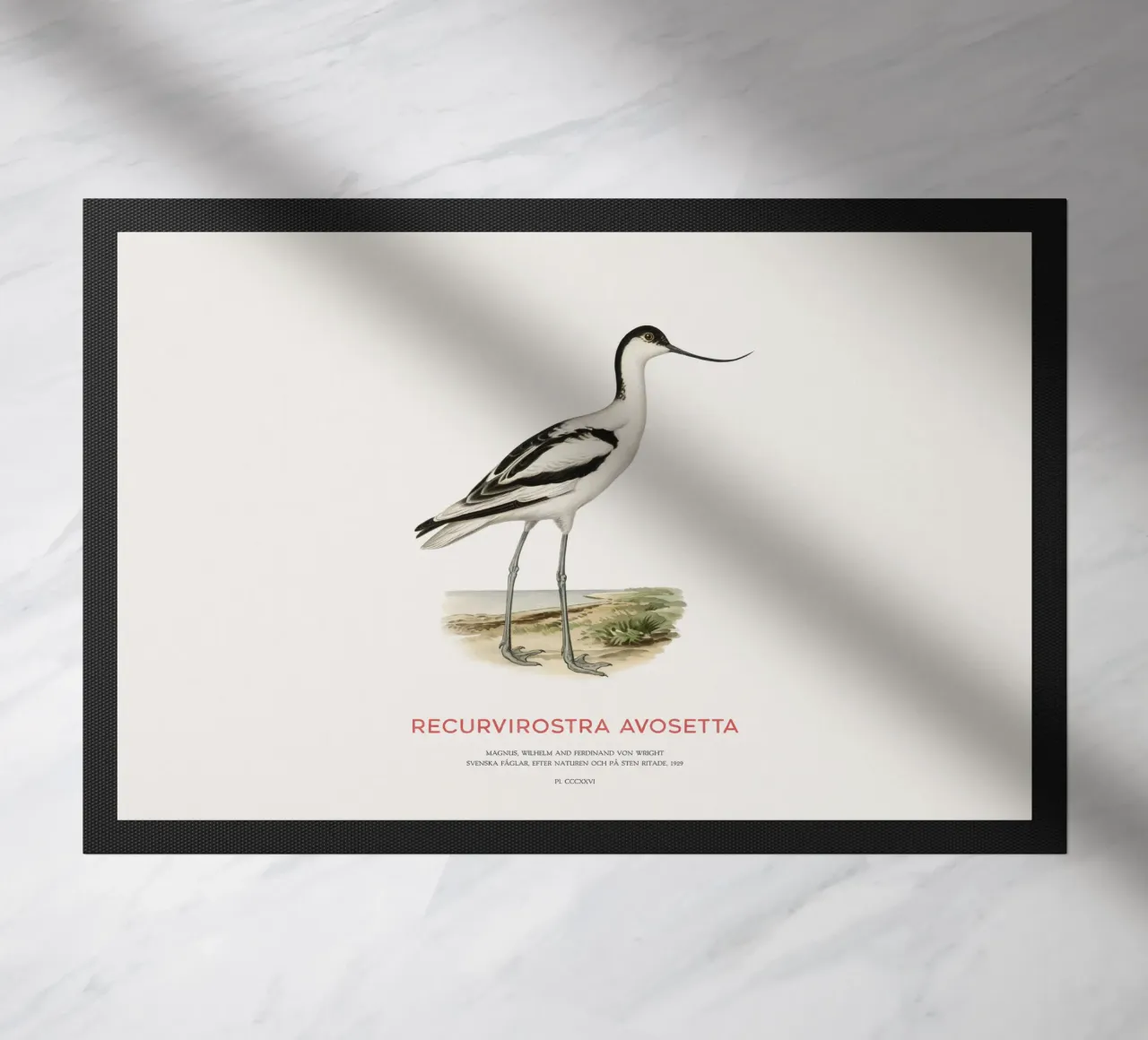 Avocetta o Recurvirostra avosetta zerbino da Vintagrafica