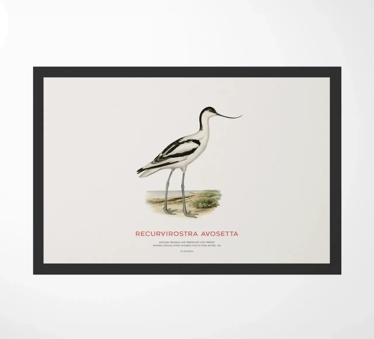 Avocetta o Recurvirostra avosetta zerbino da Vintagrafica