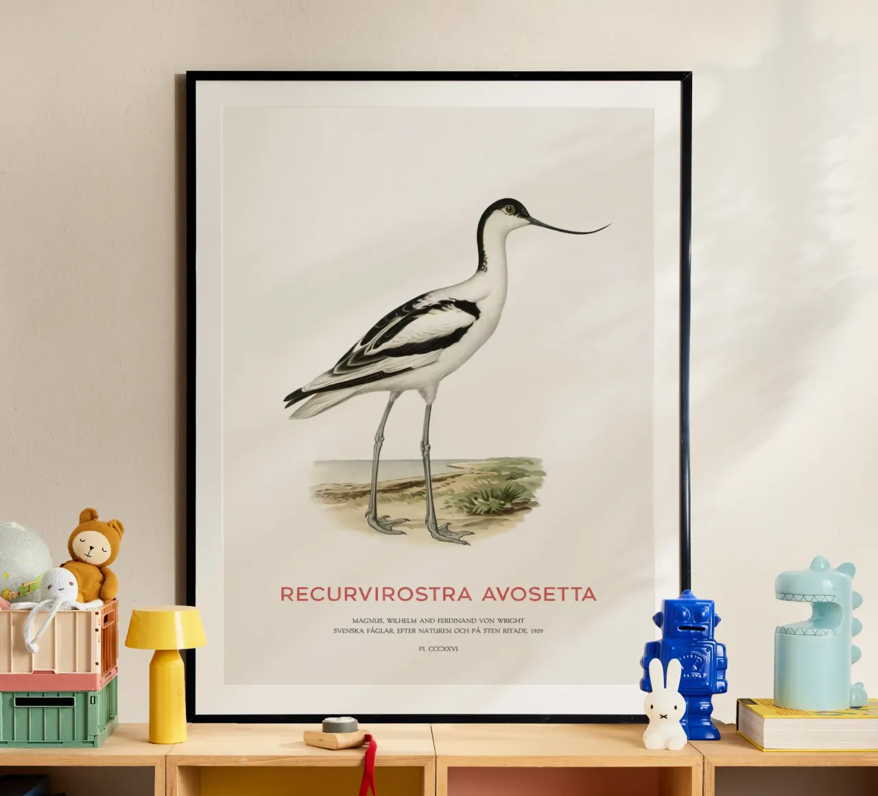 Avocetta o Recurvirostra avosetta poster con telaio in alluminio da Vintagrafica