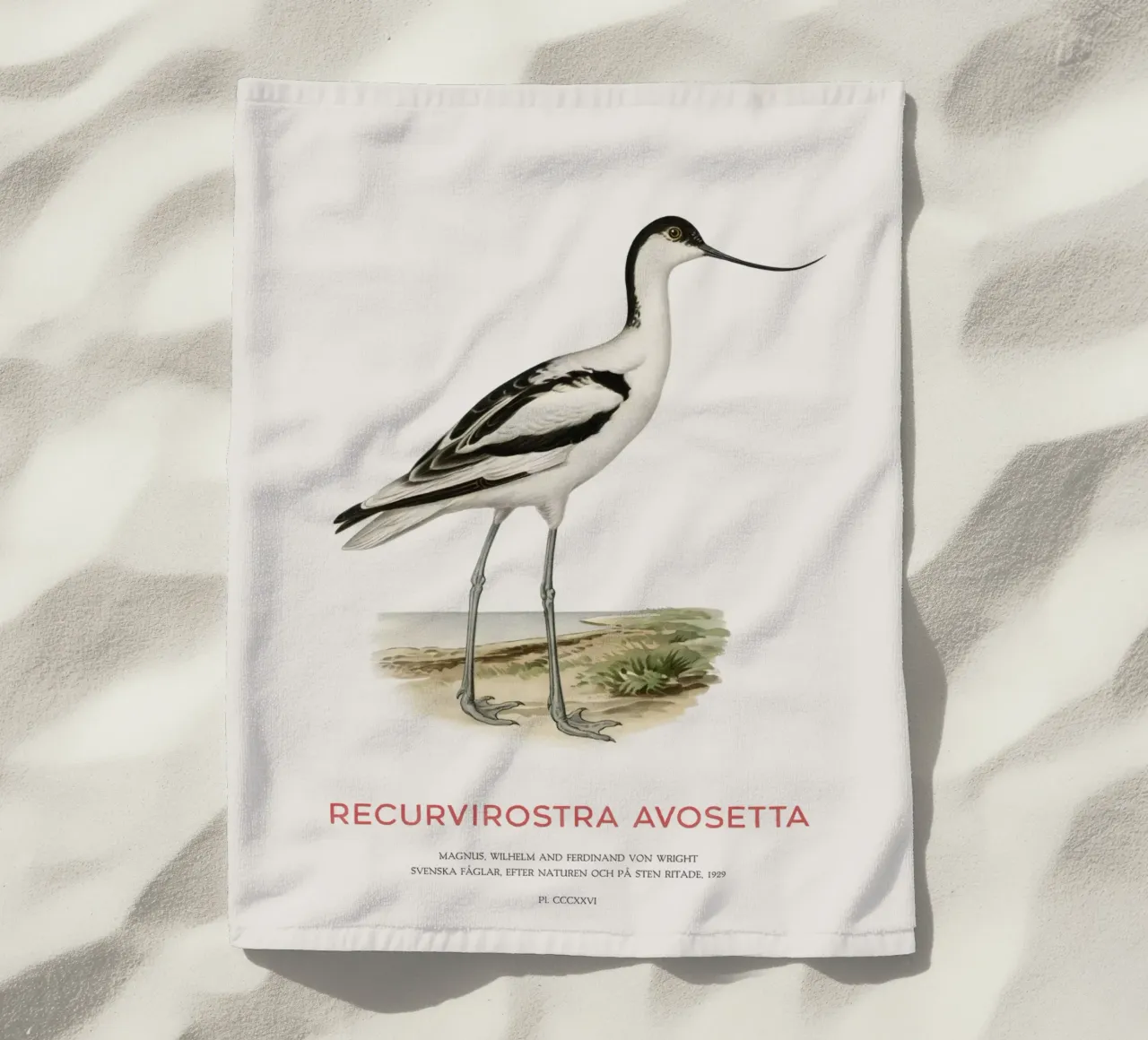 Avocetta o Recurvirostra avosetta telo mare da Vintagrafica