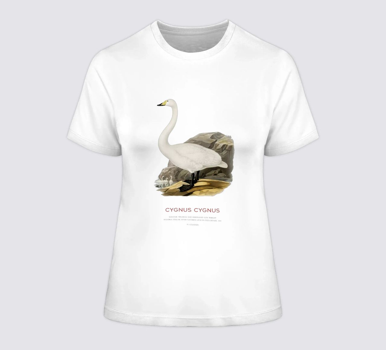Singschwan oder Cygnus cygnus Frauen T-Shirt von Vintagrafica