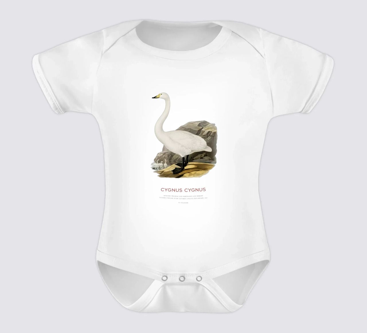 Cisne cantor o Cygnus cygnus body de bebé de Vintagrafica