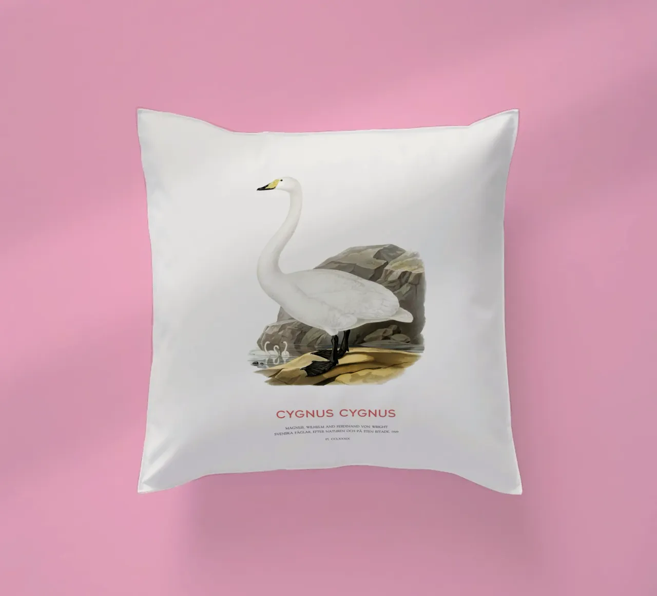 Singschwan oder Cygnus cygnus Kissen von Vintagrafica