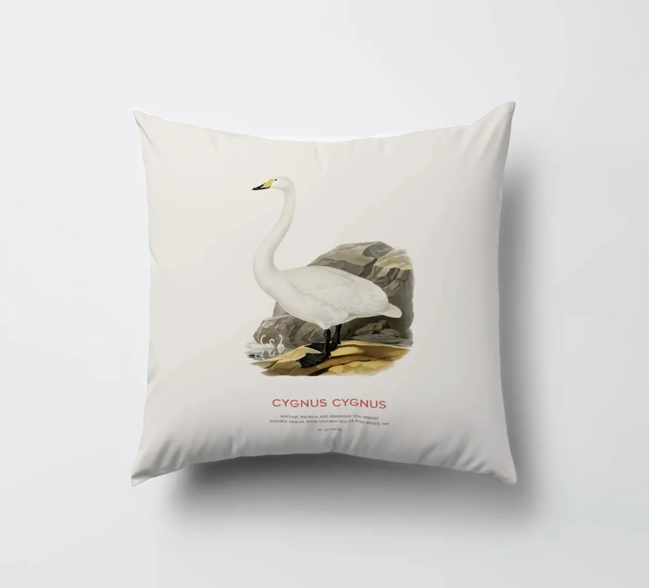Singschwan oder Cygnus cygnus Kissen von Vintagrafica