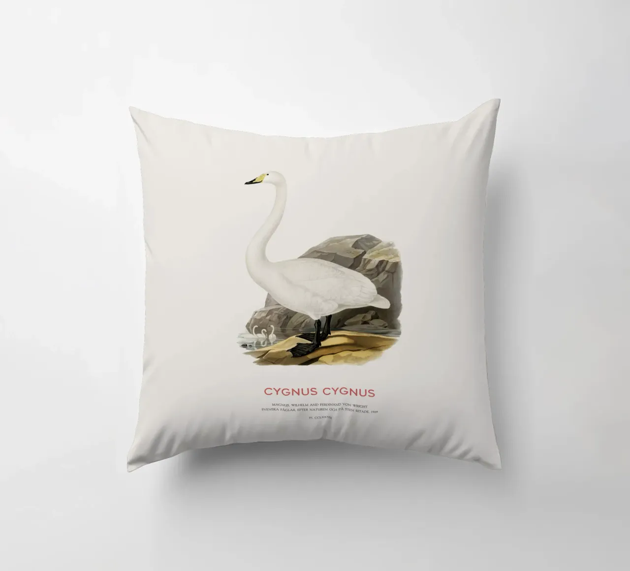 Singschwan oder Cygnus cygnus Kissen von Vintagrafica