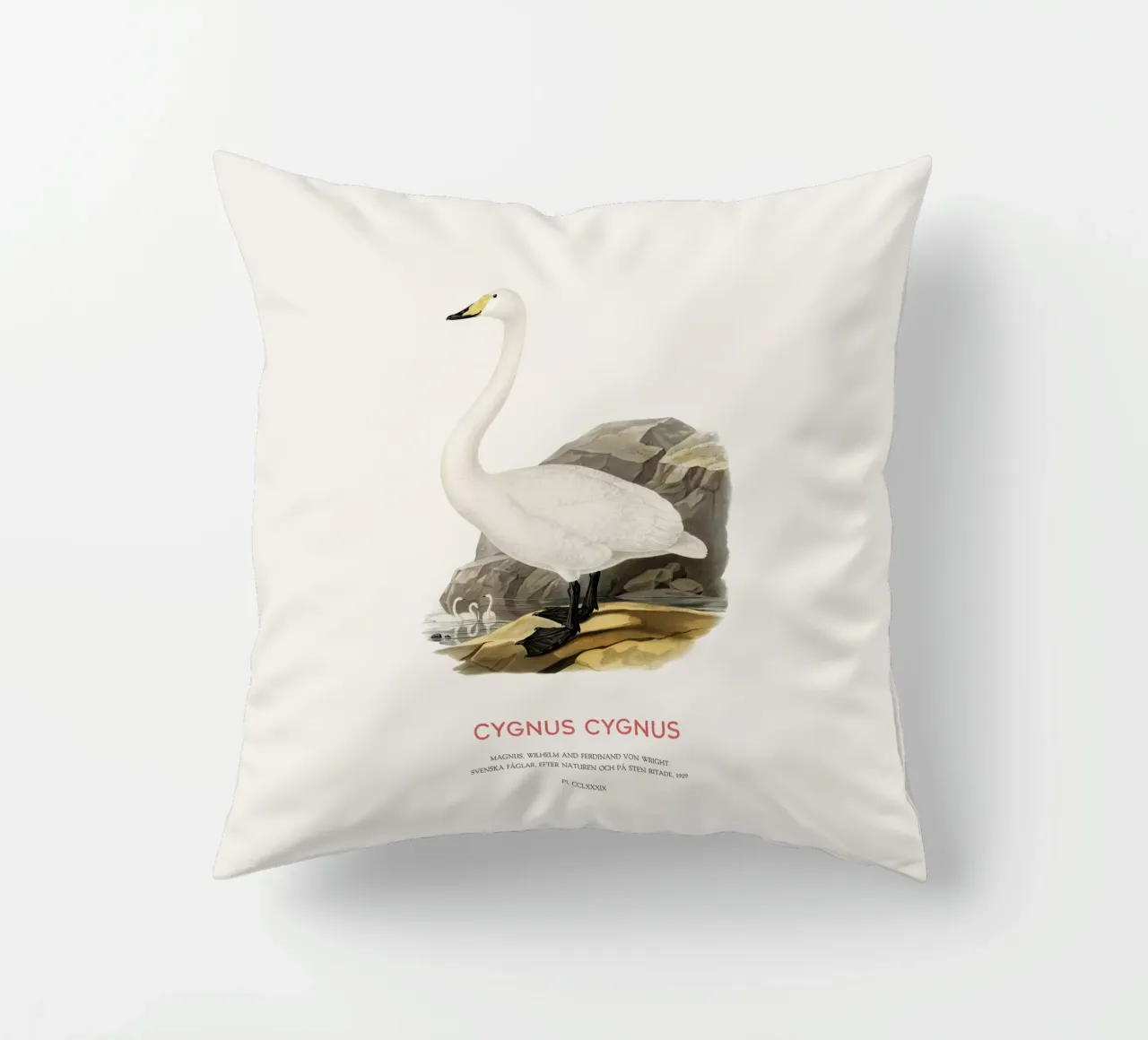 Singschwan oder Cygnus cygnus Kissen von Vintagrafica