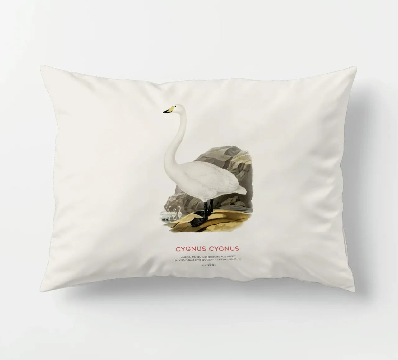 Singschwan oder Cygnus cygnus Kissen von Vintagrafica