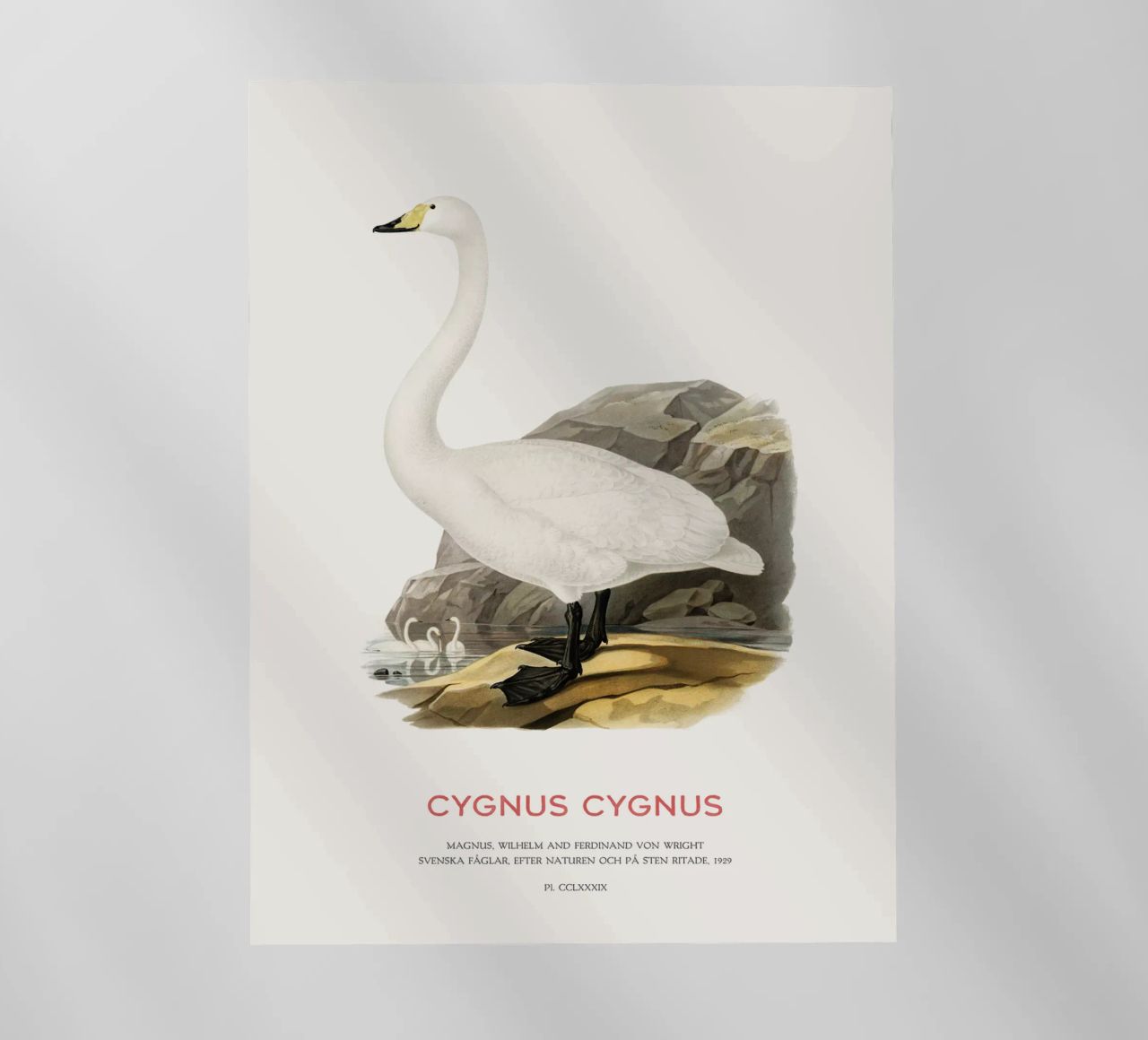 Cigno urlatore o Cygnus cygnus pellicola backlit da Vintagrafica