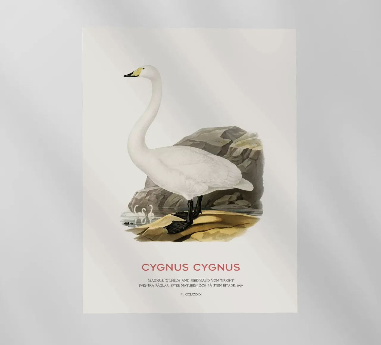 Cygne chanteur ou Cygnus cygnus film rétro-éclairé de Vintagrafica