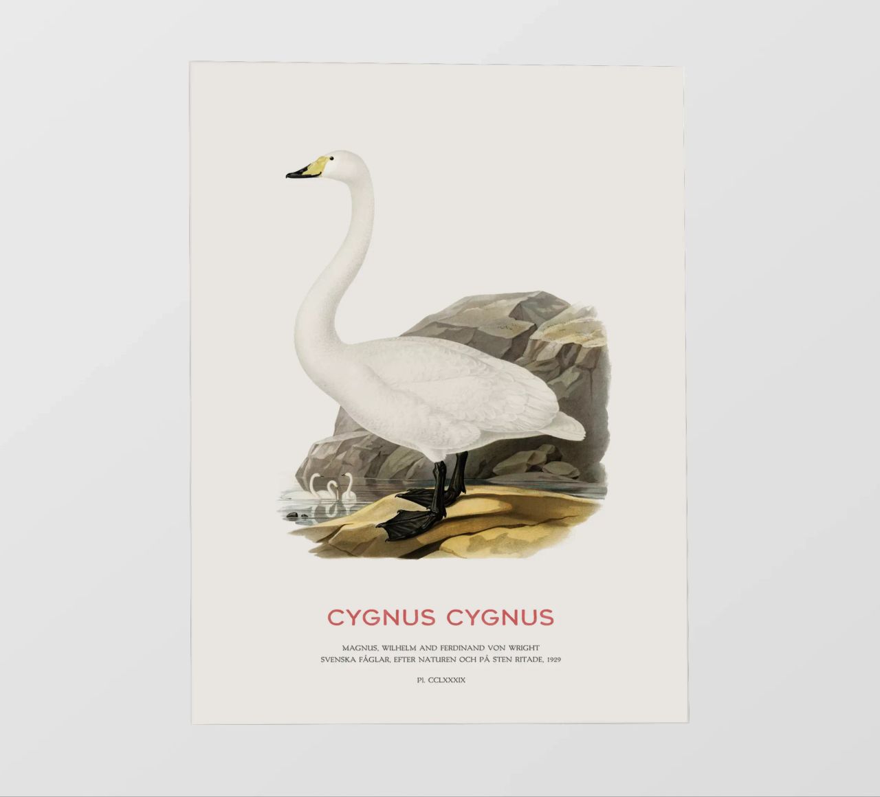 Cigno urlatore o Cygnus cygnus pellicola backlit da Vintagrafica