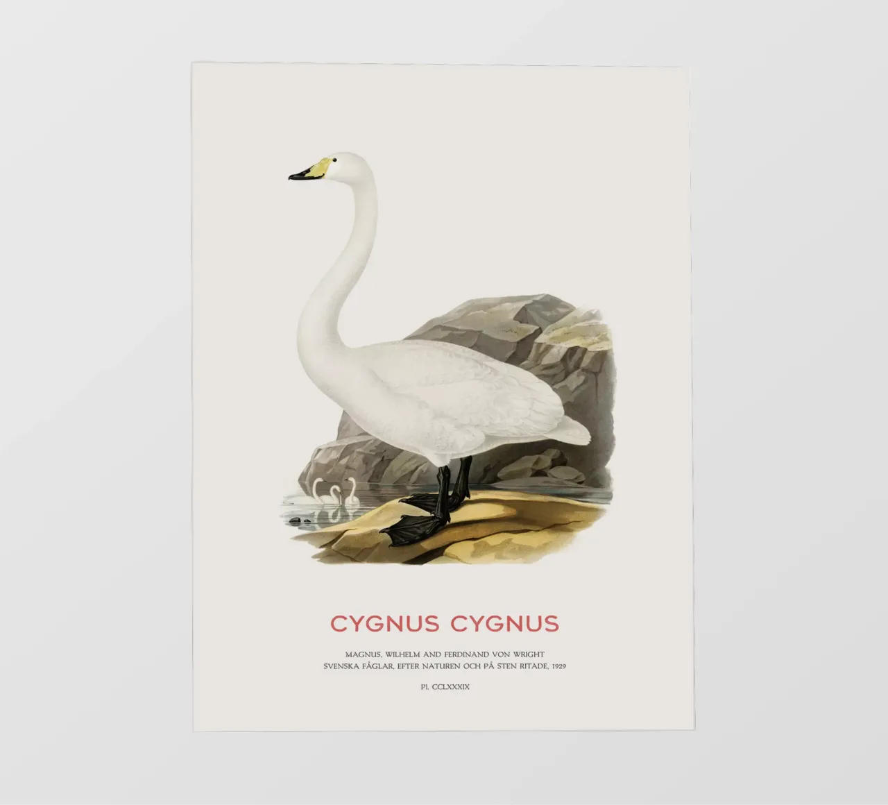 Cygne chanteur ou Cygnus cygnus film rétro-éclairé de Vintagrafica