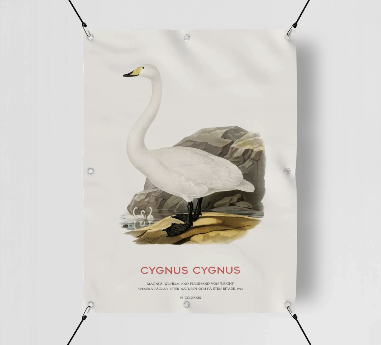 Cigno urlatore o Cygnus cygnus telo in pvc da Vintagrafica