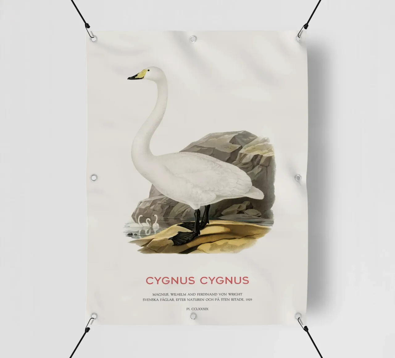 Cigno urlatore o Cygnus cygnus telo in pvc da Vintagrafica