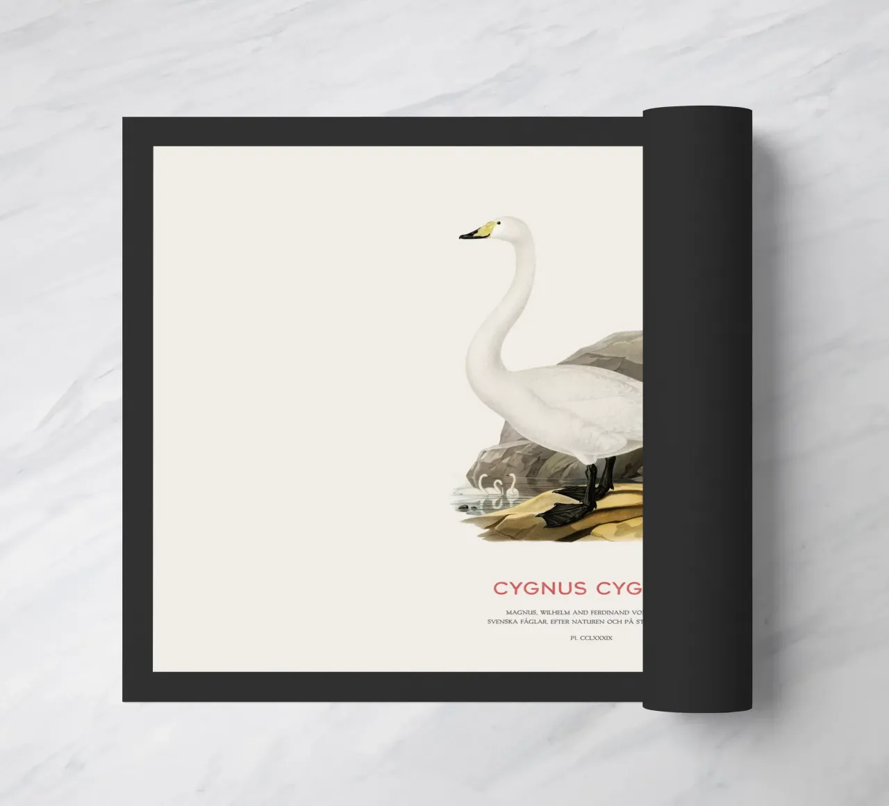 Cigno urlatore o Cygnus cygnus zerbino da Vintagrafica