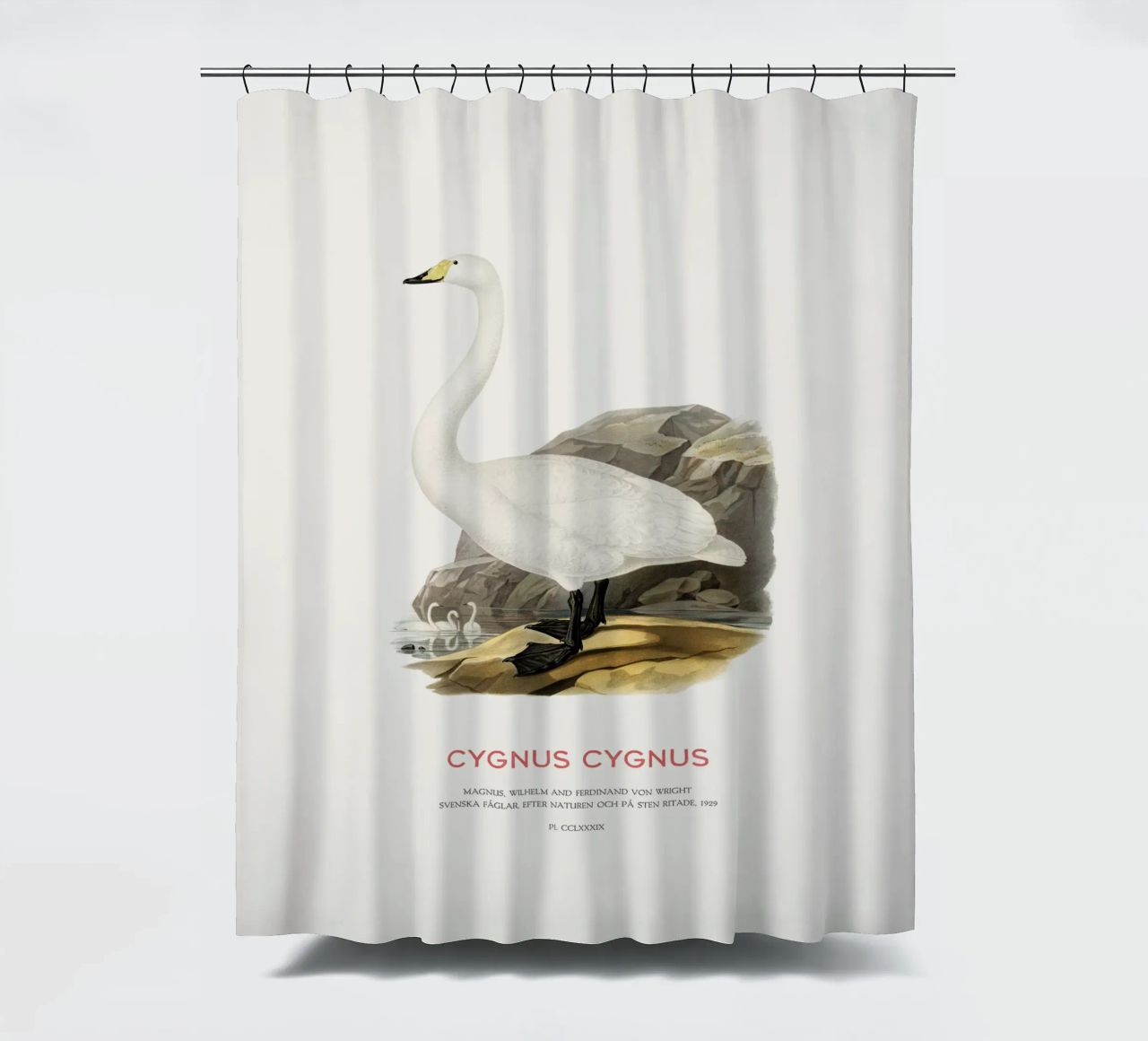 Cigno urlatore o Cygnus cygnus tenda da doccia da Vintagrafica