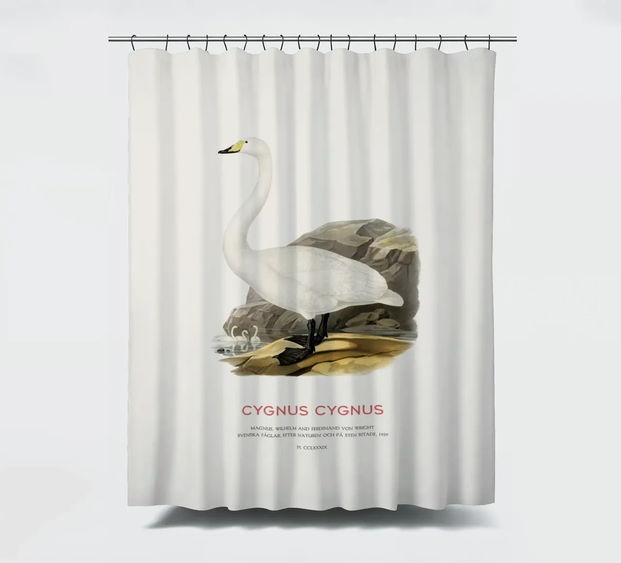 Singschwan oder Cygnus cygnus Duschvorhang von Vintagrafica