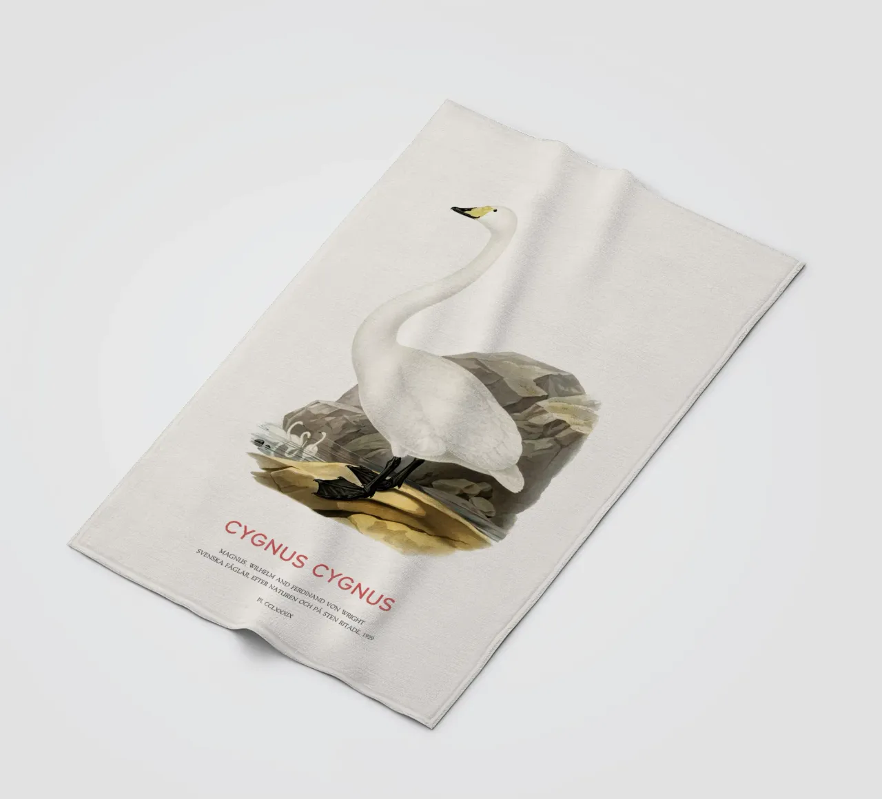 Cigno urlatore o Cygnus cygnus coperta in pile da Vintagrafica