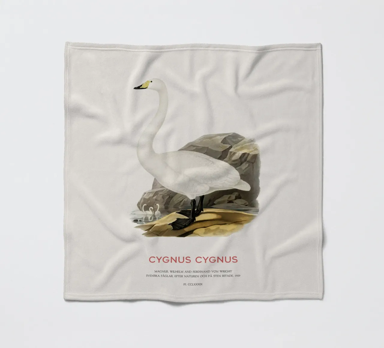 Cisne cantor o Cygnus cygnus manta de franela de Vintagrafica