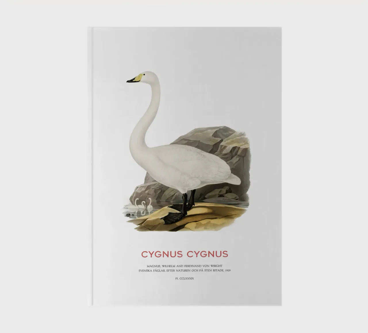 Cigno urlatore o Cygnus cygnus diario da Vintagrafica
