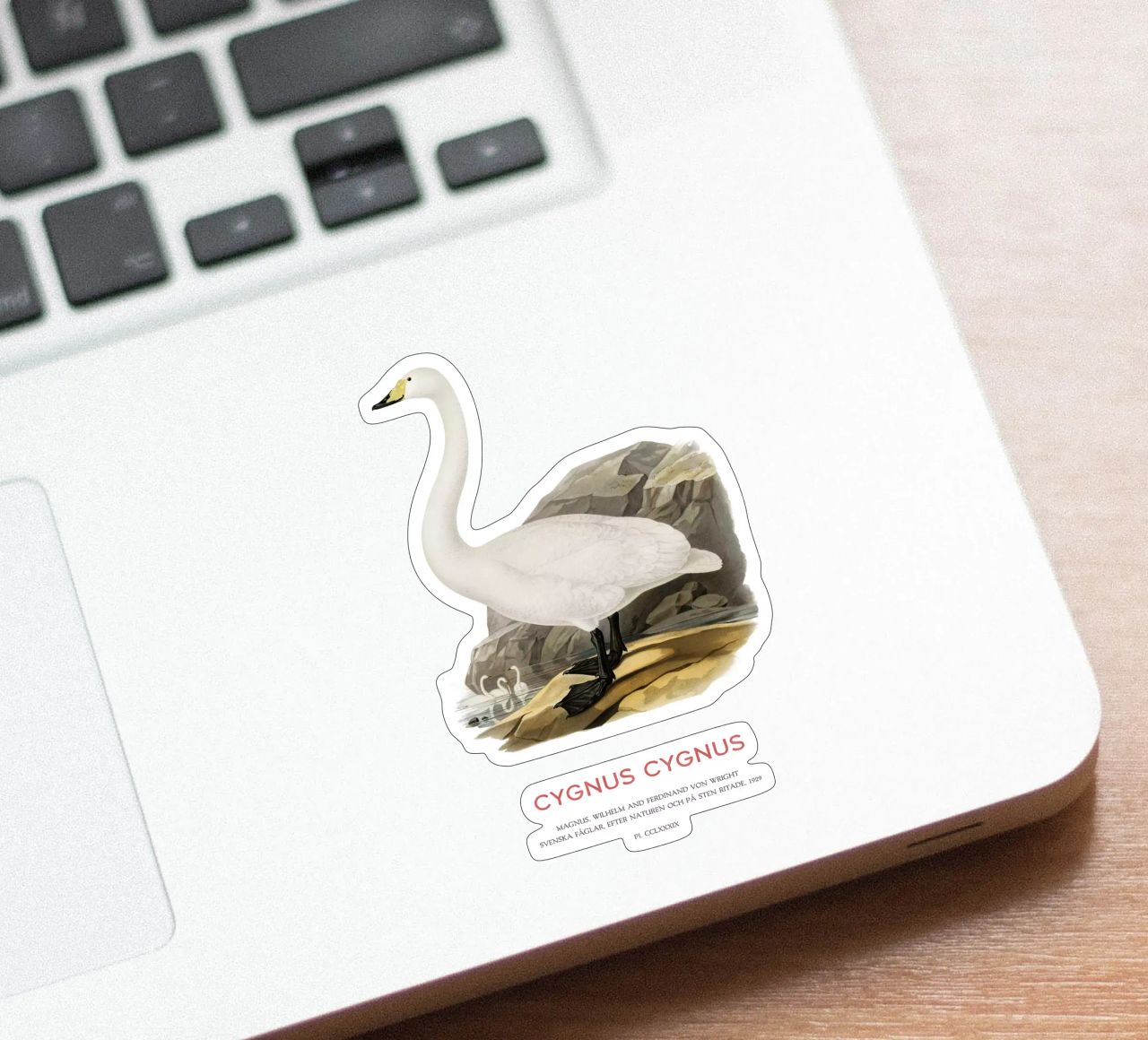 Cisne cantor o Cygnus cygnus pegatina de Vintagrafica