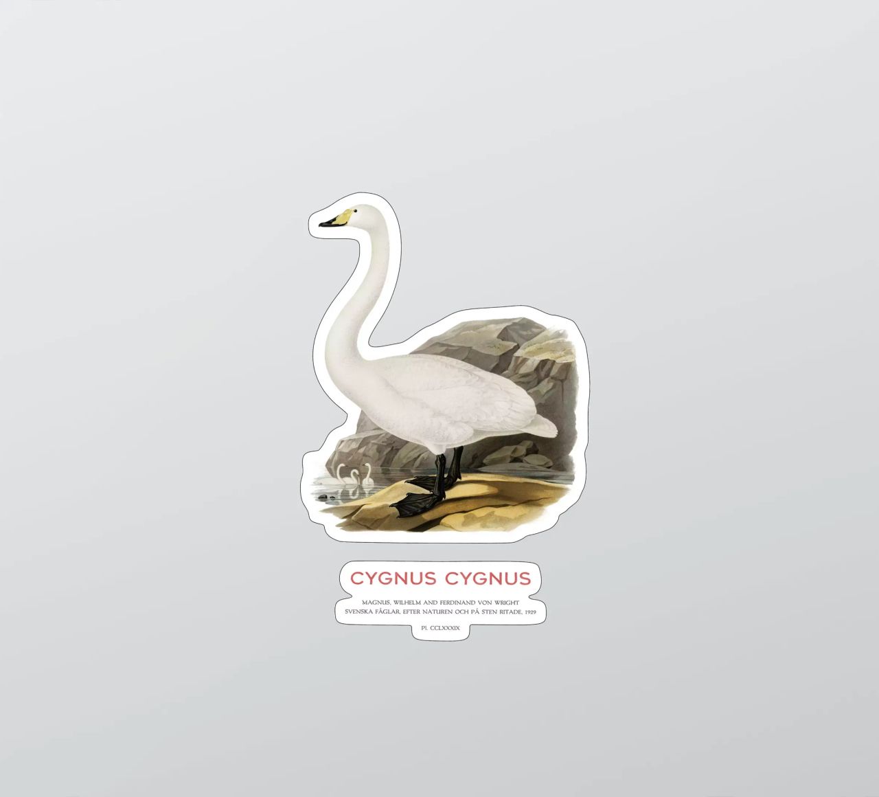 Cisne cantor o Cygnus cygnus pegatina de Vintagrafica